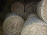 Sprzedam siano w belach 120x120 zbelowane prasą pasową , 150 bel . Tel. 6 6 2 3 1 9 2 1 4 .GM. Miedzna .