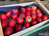 Kupię jabłka Gala na gotowo, I i II klasa