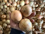 Sprzedam świeżą cebule odmiana Spirit i Nation wyprodukowaną w moim gospodarstwie w kalibrażu 5cm i więcej z przewagą 6-10 cm...