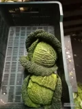 Sprzedam kapustę włoską od0. 8 do1. 50kg z lisciem ilości busowe