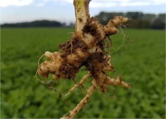 Kiła zaatakowała rzepak