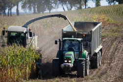 Zabezpieczenie kiszonkowej bazy pokarmowej w regionach dotkniętych suszą