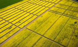 Jedną? Dwie? Ile odmian rzepaku wysiać?