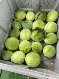 Sprzedam kapustę płaska gołąbkowa kaliber 2 kg + cena do uzgodnienia więcej info pod nr tel 502442450