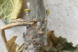 Po przymrozkach: chorują zboża, choruje rzepak