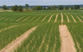 Warzywa. Czysty start