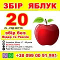 ЗБІР ЯБЛУК   
