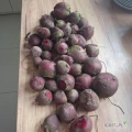 Sprzedam ok. 1t buraczkow czerwonych.  

