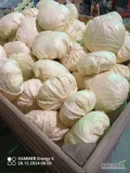 Sprzedam ok. 3 ton kapusty białej płaskiej na przemysł cena 1.1zł/kg karton box lub 1zł/kg luz 