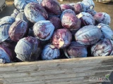 Sprzedam kapustę czerwoną +2 kg ostatnie ok 1300 kg 