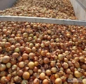 Fresh Home sprzeda cebule ZOLTA z siewu . Pryzma po koszu na worek lub cebula obcieta wysortowana wg kalibru 30/40 40/50 50/70 70+ po...