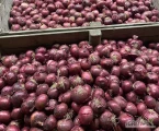 Sprzedamy cebulę na obieranie, wanna luz. Możliwy transport