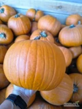Sprzedam dynie Halloween odmiany Mars, Gomez i Speedfajer. Ilości hurtowe. Możliwość naszykowania w dowolne opakowanie i transportu.