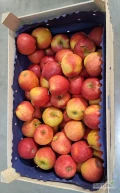 Sprzedam jabłko Gala Royal, Red Pinova każdy rozmiar w dowolne opakowanie oraz jabłka Red Cap, Red Delicious 60-70mm