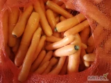 Sprzedam marchew myta import Holandia. Jakość marketowa. Ilości tirowe.