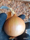 Sprzedam cebulę 4+ na worek lub obieranie SV3557 