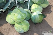 Sprzedam kapuste biala do kiszenia lub na przemysl zdrowe glowki od 4 do 10 kg Ambrosia oraz structa. Dostepne 20 ton.
