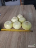 Witam sprzedam grubą ręcznie obierana cebulę 8+ cebula obierana ręcznie na zamówienie ilości busowe 