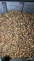 Sprzedam ladna zolta cebule na worek 40/70 okolo 55% 40-50 mm.