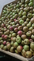 Sprzedam Szampion Princ Golden Honey Crisp Boskop