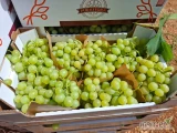 Sprzedam winogrono białe - odmiana Italia opakowanie 7 kg - ilości dostępne paletowe i calosamochodowe 
