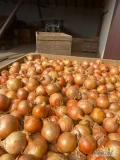 Sprzedam cebulę z siewu ładna zdrowa bez oznak gnicia kaliber do ustalenia 