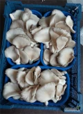 Posiadamy na sprzedaż: boczniak ostrygowaty. Pakowany w skrzynki 1,5 kg lub w tacki 250g. Możliwość transportu, zafoliowania tacki i...