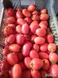 Sprzedam pomidora tunelowego odmiana Dyno. Pakowany w klatkach po 15 kg. Cena 3,5 kg. Przy całości 3 kg. 
