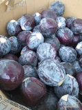 Sprzedam kapustę czerwoną waga od 1 do 3,5 kg, ilość około 15 ton opakowanie karton box
