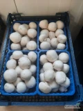 Posiadamy w sprzedaży pieczarki białe, różne asortymenty: RIZEN 6-8, 3 kg, ŚREDNIE 4-6, 3 kg lub tacka 500g, tacka 250g. Możliwość...