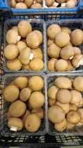 Posiadamy w sprzedaży pieczarki brązowe, różne asortymenty: PORTOBELLO 6-8, 2 kg lub tacka 500g,  ŚREDNIE 4-6, 3 kg lub tacka 500g,...