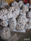Sprzedam czosnek odmiany harnaś.Kaliber: 6,5-400szt.-1,5zl   6-1650szt.-1,3zl.  5,5-3000szt.-1zl.     5-2350szt.-0,8zl. ...