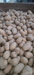 Sprzedam ziemniaki Colomba. Gruby kaliber od 60mm. Ziemniak zdrowy bez parcha. Tylko luzem. Posiadam około 16ton.