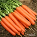 Sprzedam marchew na brudno kal. 3 - 5cm. Towar bardzo ładny, nadający się do mycia. Ilości tirowe. Cena do negocjacji. 