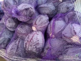 Sprzedam kapuste czerwoną kaliber 1,5kg-2,5kg  zdrowa, młoda z  ładnym nalotem 