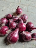 Witam sprzedam cebulę czerwoną ekologiczna z certyfikatami 
