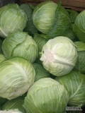 Witam mam do sprzedania kapustę białą płaską idealna na gołąbki ma miękkie liście odmiana green lunar oraz białą zwykłą odmian...