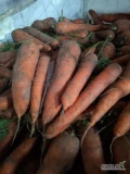 Sprzedam Marchew gruba 4+