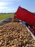 Sprzedam ziemniaki młode odmiana Colombo duże ilości opakowanie do uzgodnienia ładny towar z jasnej ziemi 