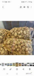 Witam sprzedam ziemniaki młode  Arrol i Rivera towar gruby z jednej ziemi zapraszam 