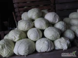 Sprzedam kapustę białą, odmiany Report, Passat. Ładne główki 4-8kg. Możliwość szatkowania