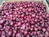 Cebula czerwona 5+ po obcinarce Ok 5 ton
