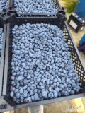 Sprzedam borówkę chandler po lekkim gradzie, większość 16+, sporo 20+ , 11zl kg mogę nazwać w łubiankę lub skrzynkę plastikową,...
