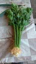 Sprzedam seler do wloszczyzny por marchew i pietruszke