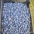 Sprzedam około 1 tony borówki ,dziś pod koniec dnia. Owoc w początkowej fazie rwania, gruby ,twardy ,słodki. Pakowane  w skrzynki...