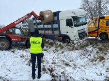 Ciężarówka ze świniami zsunęła się do rowu...