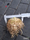 Sprzedam seler balena brudny handlowy od 0,5-1,1 kg Zdrowy kopany pod zamówienie 