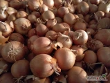 Sprzedam cebulę z siewu odmiana Hybelle, twarda, mocna łuska, wielkość oraz opakowanie do uzgodnienia.