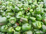 sprzedam papryke polna zielona w całości, cena 1zl za kg. ilość ok 5ton, możliwy dowóz na miejsce 