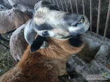Witam mam na sprzedaż jednego baranka kameruńskiego